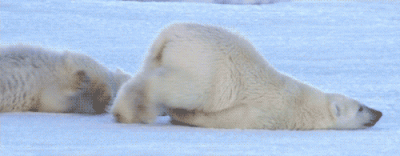 polar-bear-lazy.gif