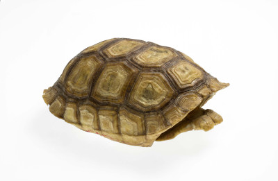 tortoise_shell_3854_06ES_TDT.jpg